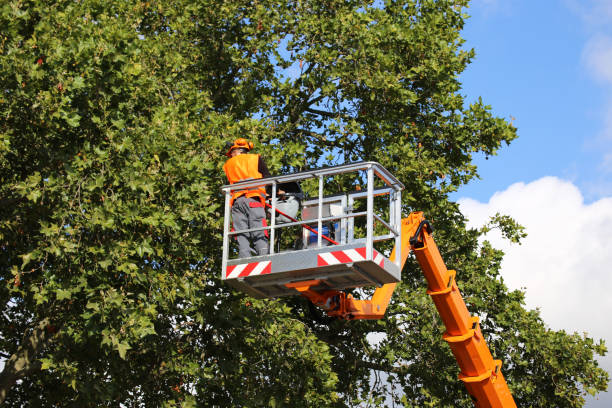 Best Tree and Shrub Care  in Pajaro, CA